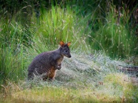 Klokan rudoboky - Thylogale billardierii - Tasmanian Pademelon o1311514